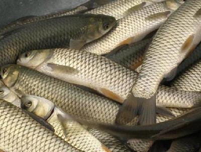 草魚