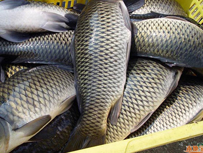 鯉魚