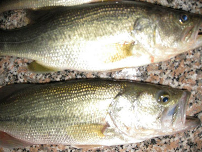 鱸魚