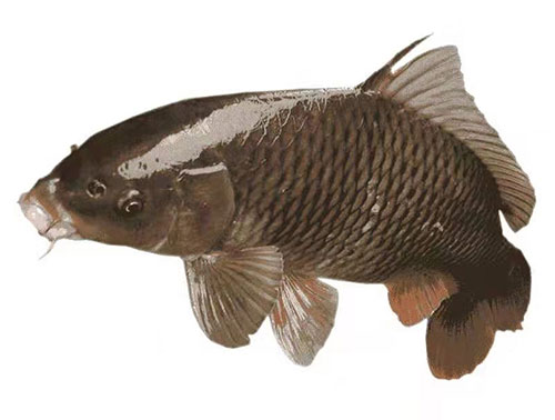 活魚2