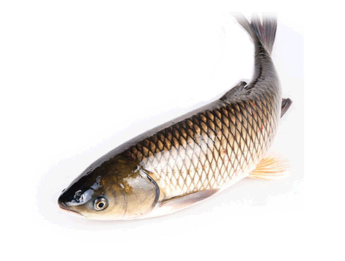 活魚