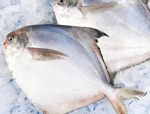 活魚3