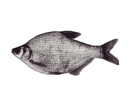 活魚4